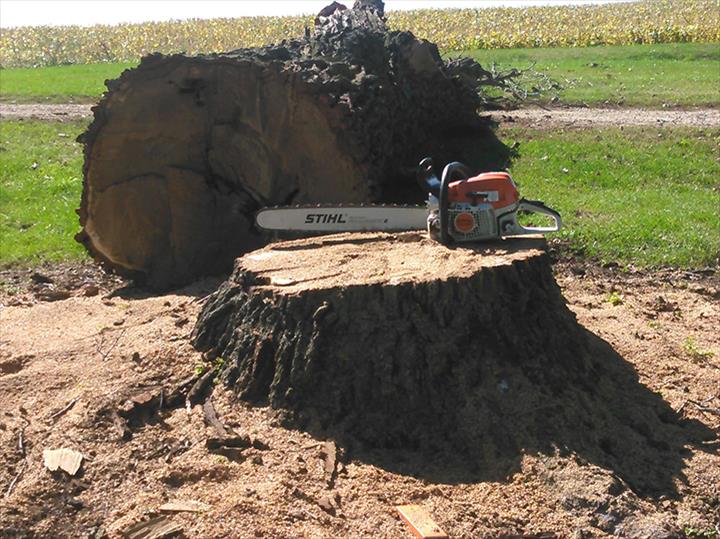 NGM Tree Service, L.L.C. DeForest, WI